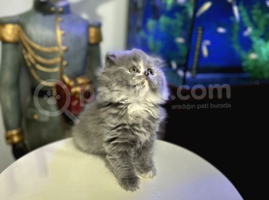 British Longhair Dişi görsel