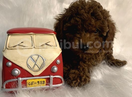 Redbrown Anne Altından Kilo Boy Garantili Toypoodle Kaniş Yavrular görsel