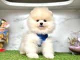 Teddy Face Boo Pomeranian Yavrular