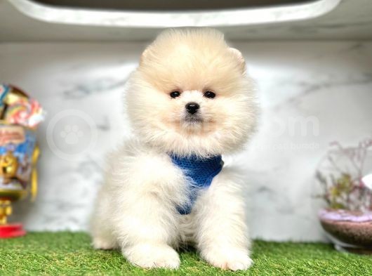 Teddy Face Boo Pomeranian Yavrular görsel