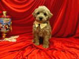 Dizayn Irk Sevimli Maltipoo Yavrular