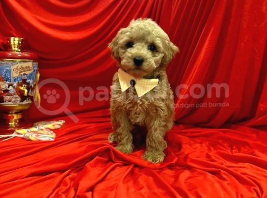 Dizayn Irk Sevimli Maltipoo Yavrular görsel
