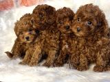 Orjinal redbro büyümeyen toy boy toypoodle yavrular