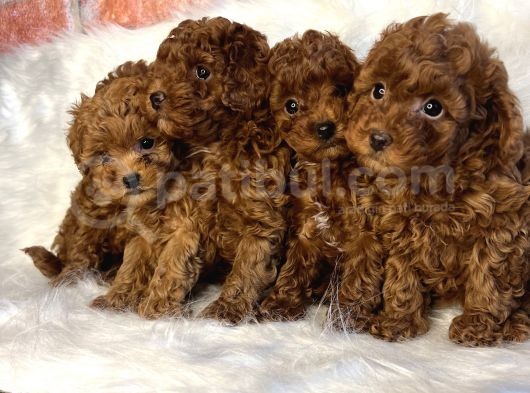 Orjinal Redbro Büyümeyen Toy Boy Toypoodle Yavrular