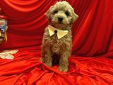 Dizayn Irk Sevimli Maltipoo Yavrular