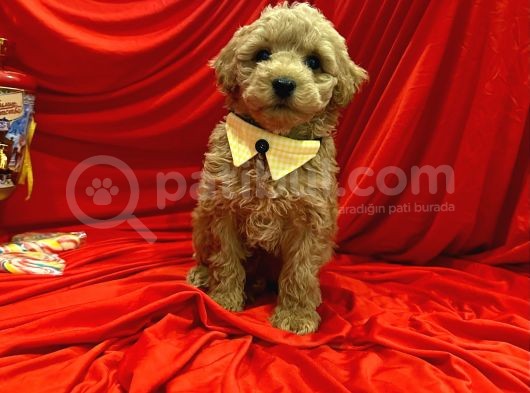 Dizayn Irk Sevimli Maltipoo Yavrular