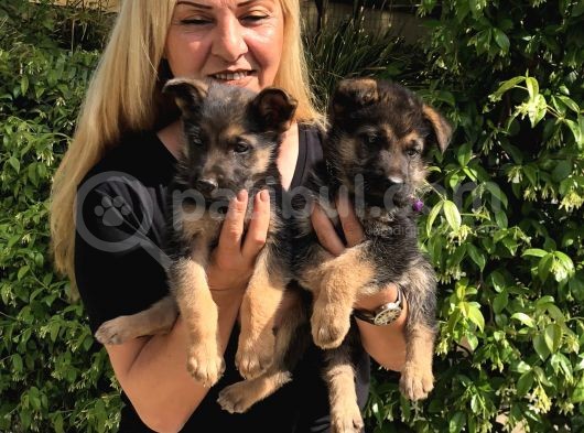 Muhteşem Düşük Bel Alman Çoban Köpeği Yavrularımız görsel