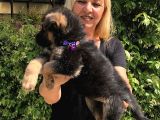 Muhteşem Düşük Bel Alman Çoban Köpeği Yavrularımız