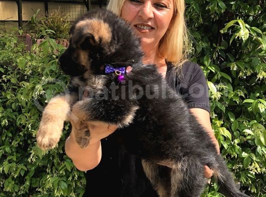Muhteşem Düşük Bel Alman Çoban Köpeği Yavrularımız görsel
