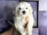 Pamuk Gibi Maltese Terrier Yavrularımız