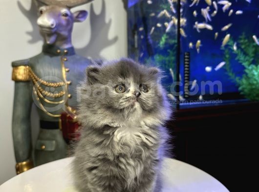 British Longhair Dişi görsel
