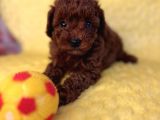 KORE POODLE Büyümeyen kahverengi orjinal garantili yavrular