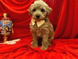 Dizayn Irk Sevimli Maltipoo Yavrular