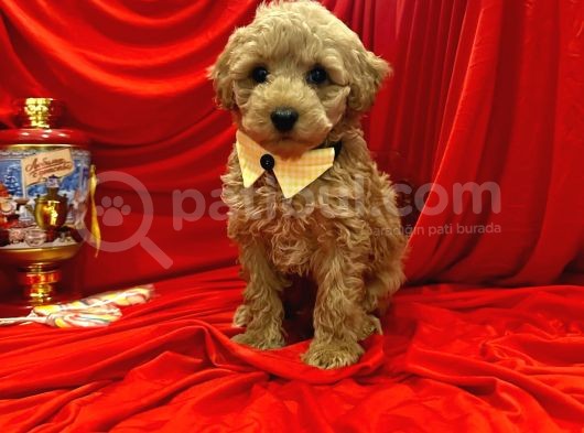 Dizayn Irk Sevimli Maltipoo Yavrular görsel