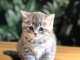 Bebekler yeni ailesine gitmeye hazır