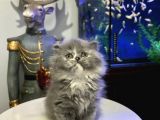 British Longhair Dişi