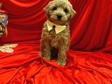 Dizayn Irk Sevimli Maltipoo Yavrular