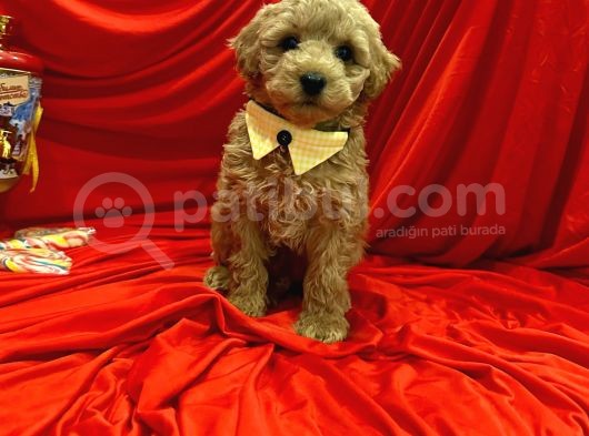 Dizayn Irk Sevimli Maltipoo Yavrular görsel