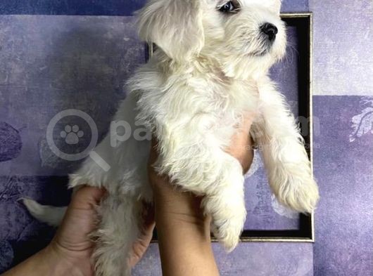Pamuk Gibi Maltese Terrier Yavrularımız
