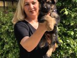 Muhteşem düşük bel alman çoban köpeği yavrularımız