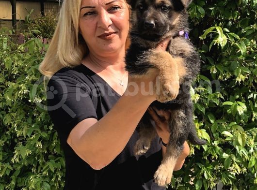 Muhteşem Düşük Bel Alman Çoban Köpeği Yavrularımız