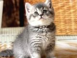 BRİTİSH SHORTHAİR SEVİMLİ YAVRULAR