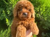 Show Kali̇te Red Brown Toy Poodle Bebekleri̇m