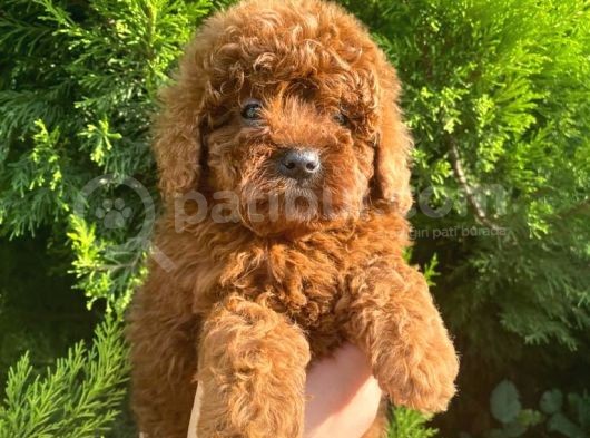Show Kali̇te Red Brown Toy Poodle Bebekleri̇m görsel