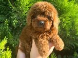 Show Kali̇te Red Brown Toy Poodle Bebekleri̇m
