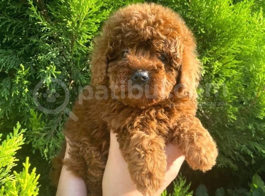 Show Kali̇te Red Brown Toy Poodle Bebekleri̇m görsel