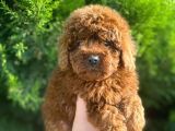 SHOW KALİTE RED BROWN TOY POODLE BEBEKLERİM