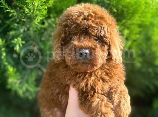 Show Kali̇te Red Brown Toy Poodle Bebekleri̇m