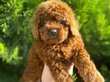 Show Kali̇te Red Brown Toy Poodle Bebekleri̇m