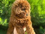 Show Kali̇te Red Brown Toy Poodle Bebekleri̇m