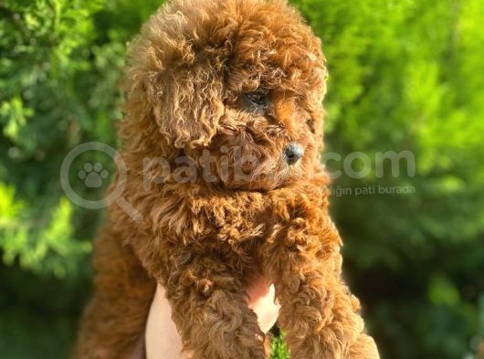 Show Kali̇te Red Brown Toy Poodle Bebekleri̇m görsel