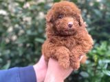 Show Kali̇te Red Brown Toy Poodle Bebekleri̇m