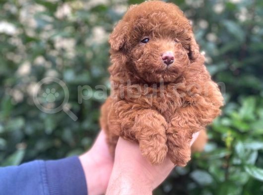Show Kali̇te Red Brown Toy Poodle Bebekleri̇m görsel