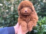 SHOW KALİTE RED BROWN TOY POODLE BEBEKLERİM