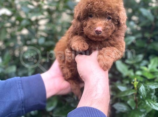 Show Kali̇te Red Brown Toy Poodle Bebekleri̇m görsel