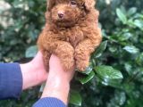 Show Kali̇te Red Brown Toy Poodle Bebekleri̇m