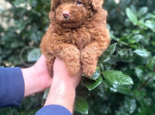 Show Kali̇te Red Brown Toy Poodle Bebekleri̇m görsel