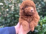 Show Kali̇te Red Brown Toy Poodle Bebekleri̇m