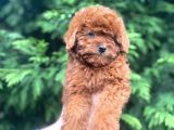SHOW KALİTE RED BROWN TOY POODLE BEBEKLERİM