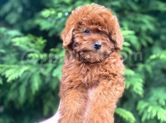Show Kali̇te Red Brown Toy Poodle Bebekleri̇m