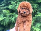 Show Kali̇te Red Brown Toy Poodle Bebekleri̇m