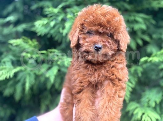Show Kali̇te Red Brown Toy Poodle Bebekleri̇m görsel