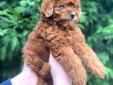 Show Kali̇te Red Brown Toy Poodle Bebekleri̇m