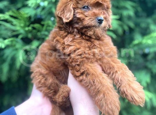 Show Kali̇te Red Brown Toy Poodle Bebekleri̇m görsel