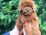 Show Kali̇te Red Brown Toy Poodle Bebekleri̇m