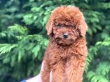 Show Kali̇te Red Brown Toy Poodle Bebekleri̇m